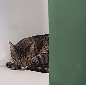 Стол с раковиной из бетона